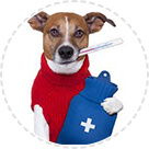Veterinarska medicina